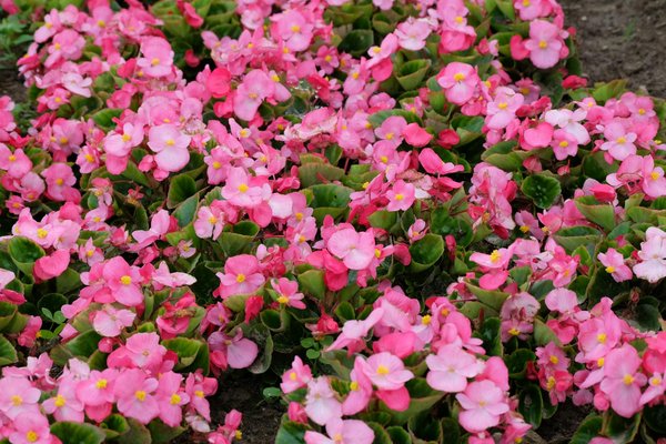 Découvrez les avantages des moustiquaires de fenêtre sans perçage